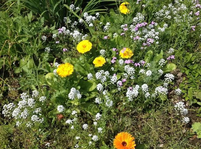 Hof Kleeberg * Мехелен